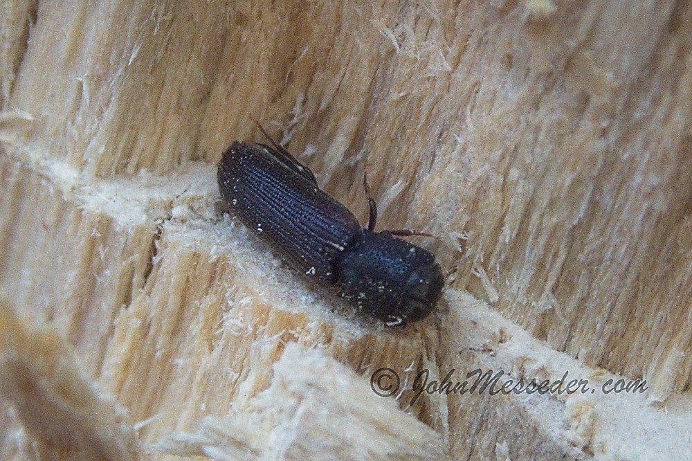 Adult bark beetle on a chipped birch ledge